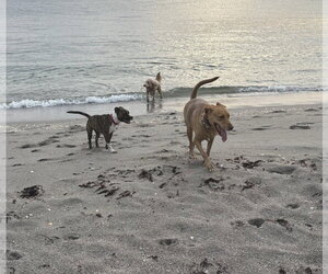 Anna - Female Unknown-Vizsla Mix Dog for Adoption - Photo #2