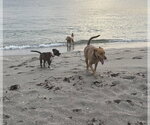 Small Photo #2 Unknown-Vizsla Mix Puppy For Sale in Lighthouse Point, FL, USA