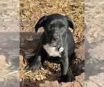 Small #8 Labrador Retriever Mix