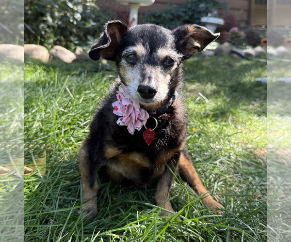 Medium Photo #7 Chihuahua-Unknown Mix Puppy For Sale in Fargo, ND, USA
