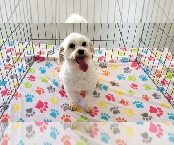 Medium Photo #4 Maltese Puppy For Sale in ORO VALLEY, AZ, USA