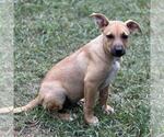 Small #2 Retriever  Mix