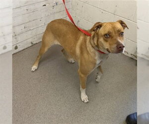 German Shepherd Dog-Unknown Mix Dogs for adoption in San Bernardino, CA, USA