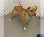 Small German Shepherd Dog Mix