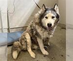 KONA - Male Siberian Husky Dog for Adoption - Small photo