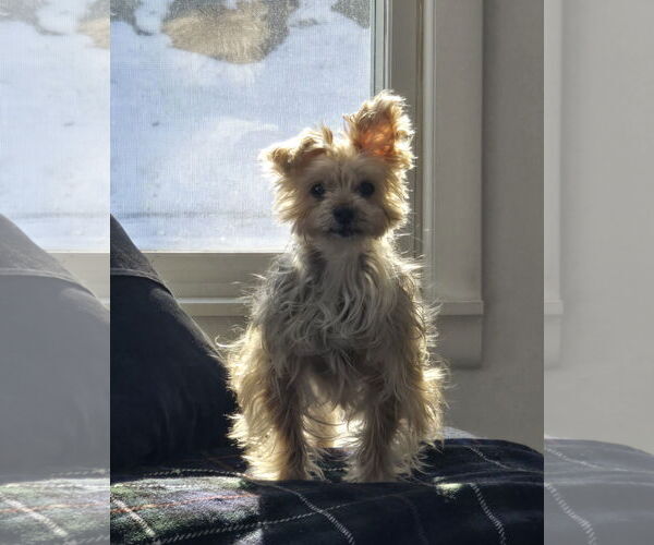 Medium Photo #9 Mutt Puppy For Sale in Farmington, MN, USA