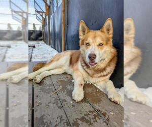 Siberian Husky Dogs for adoption in Frisco, CO, USA