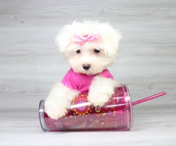 Medium Photo #6 Maltese Puppy For Sale in LAS VEGAS, NV, USA