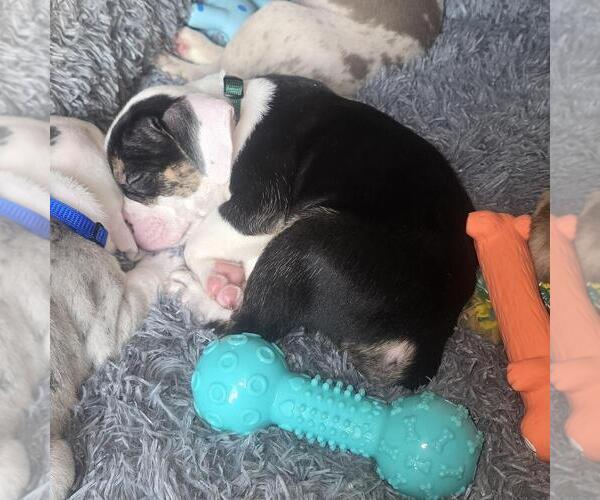 Medium Photo #1 Olde English Bulldogge Puppy For Sale in HAMLER, OH, USA