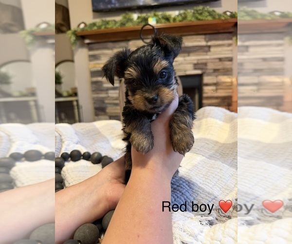 Medium Photo #1 Yorkipoo Puppy For Sale in FOREST CITY, NC, USA