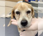 Small #3 Beagle