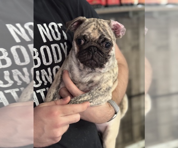 Medium Photo #1 Pug Puppy For Sale in PALM COAST, FL, USA