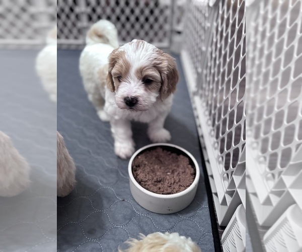 Medium Photo #17 Poodle (Miniature)-Unknown Mix Puppy For Sale in CEDARTOWN, GA, USA
