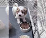 Small Photo #17 Poodle (Miniature)-Unknown Mix Puppy For Sale in CEDARTOWN, GA, USA