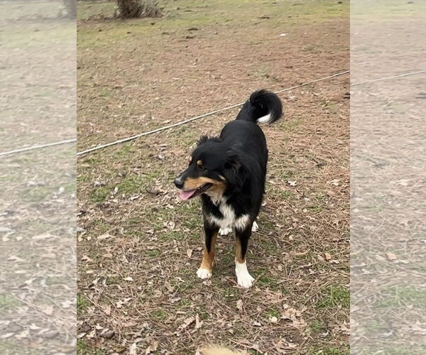 Medium Photo #2 Australian Shepherd Puppy For Sale in Harrison, AR, USA