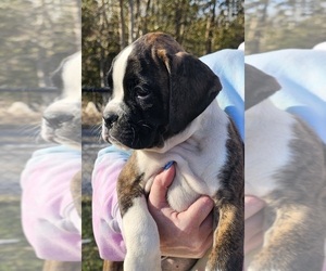 Boxer Puppy for Sale in Buckhorn, Ontario Canada