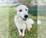 Small #4 Great Pyrenees