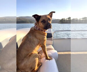 Barley - Male Black Mouth Cur-Labrador Retriever Mix Dog for Adoption - Photo #2