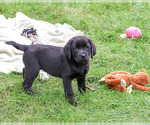 Small #3 Labrador Retriever
