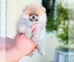 Puppy 2 Pomeranian