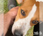 Small #3 Red Heeler Mix