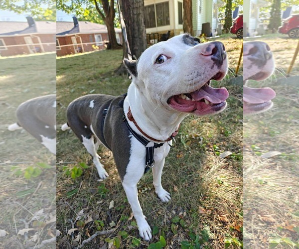 Medium Photo #5 American Pit Bull Terrier-Unknown Mix Puppy For Sale in Germantown, OH, USA