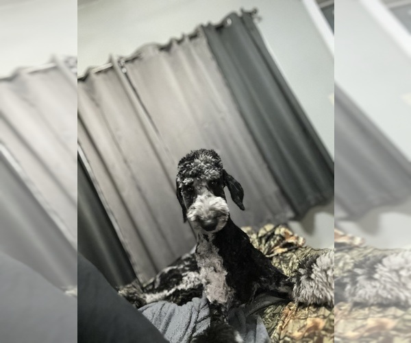 Medium Photo #1 Goldendoodle Puppy For Sale in DULUTH, MN, USA