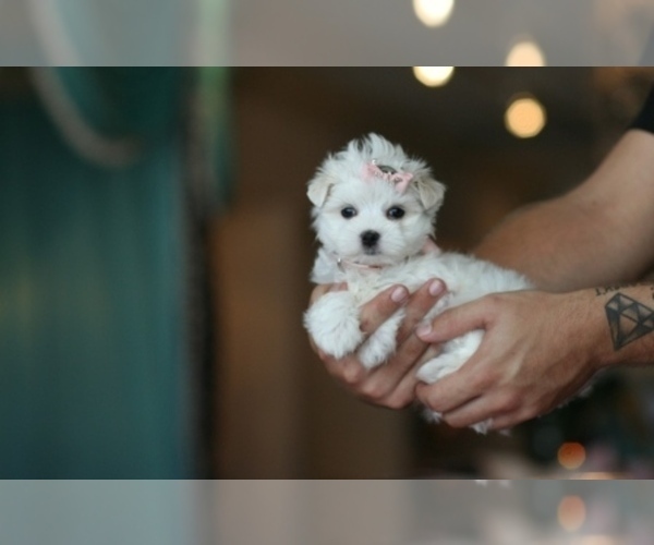 Medium Photo #12 Maltese Puppy For Sale in BEVERLY HILLS, CA, USA