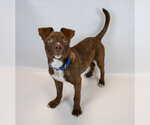 Small #1 Mutt