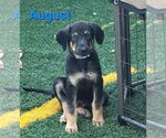 Small #1 German Shepherd Dog-Weimaraner Mix