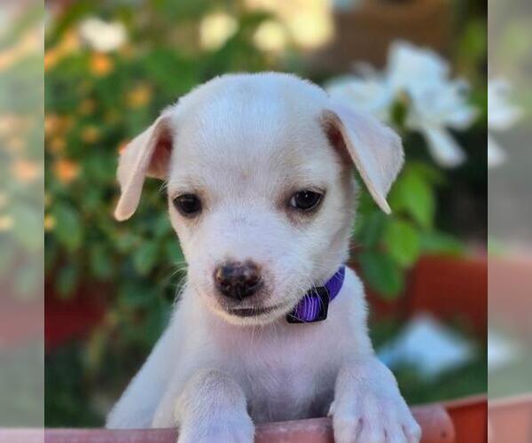 Medium Photo #1 Chihuahua-Unknown Mix Puppy For Sale in San Diego, CA, USA