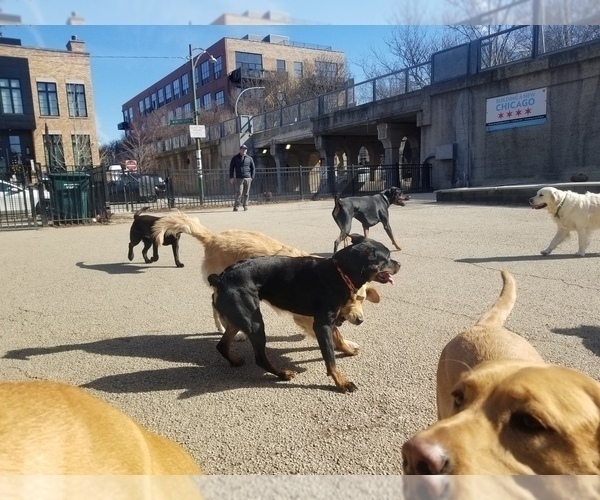 Medium Photo #4 Rottweiler Puppy For Sale in CHICAGO, IL, USA
