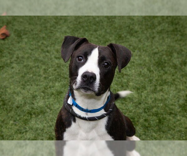 Medium Photo #3 Mutt Puppy For Sale in Moreno Valley, CA, USA