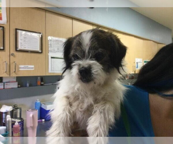 Medium Photo #1 Brussels Griffon-Unknown Mix Puppy For Sale in Riverside, CA, USA