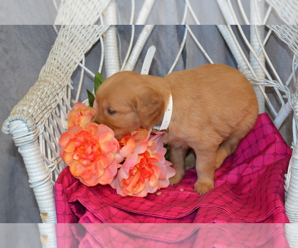 Medium Photo #3 Golden Retriever Puppy For Sale in OWEN, WI, USA