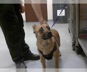 Australian Kelpie-Unknown Mix Dogs for adoption in Fayetteville, NC, USA