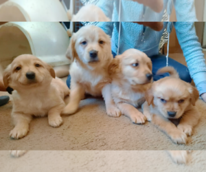 Golden Labrador-Labrador Retriever Mix Puppy for sale in CALHAN, CO, USA