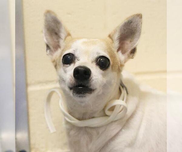 Medium Photo #1 Chihuahua-Unknown Mix Puppy For Sale in San Antonio, TX, USA