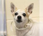 Small Chihuahua Mix