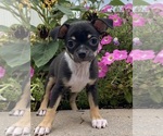 Small #2 Chihuahua
