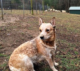 Mother of the Australian Cattle Dog puppies born on 10/26/2016