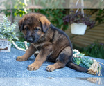 Small #2 German Shepherd Dog