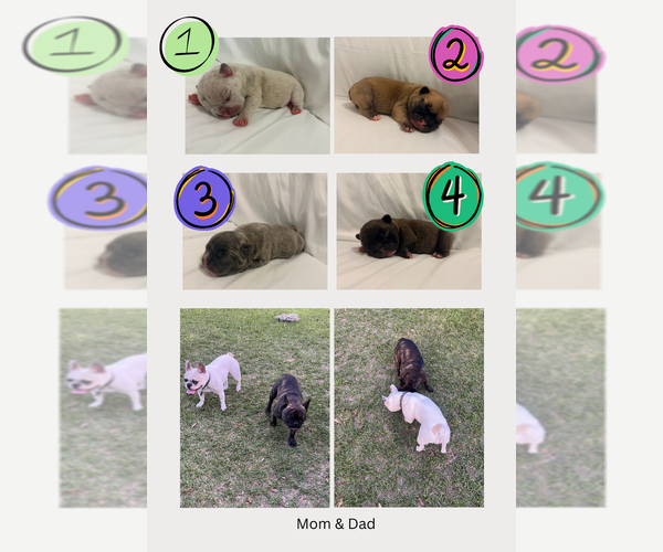 Medium Photo #1 French Bulldog Puppy For Sale in JASPER, FL, USA