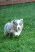 Small Photo #5 Miniature Australian Shepherd Puppy For Sale in MOUNT VERNON, WA, USA