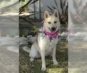 Sunny - Female Siberian Husky-Unknown Mix Dog for Adoption - Photo #2