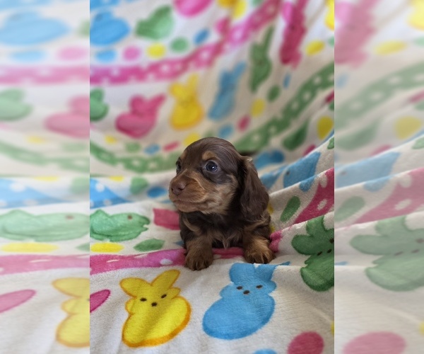 Medium Photo #3 Dachshund Puppy For Sale in SACRAMENTO, CA, USA
