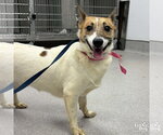 Small #2 Jack Russell Terrier Mix