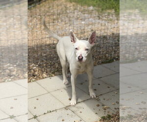 SUGAR LOWER FEE! - Female Mutt Dog for Adoption - Photo #6