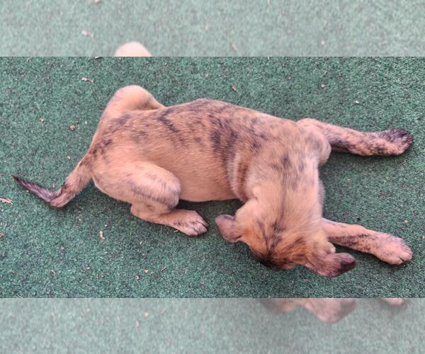 Medium Photo #2 German Shepherd Dog-Unknown Mix Puppy For Sale in Incline Village, NV, USA