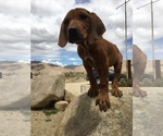 Small Photo #141 Rhodesian Ridgeback Puppy For Sale in MORONGO VALLEY, CA, USA